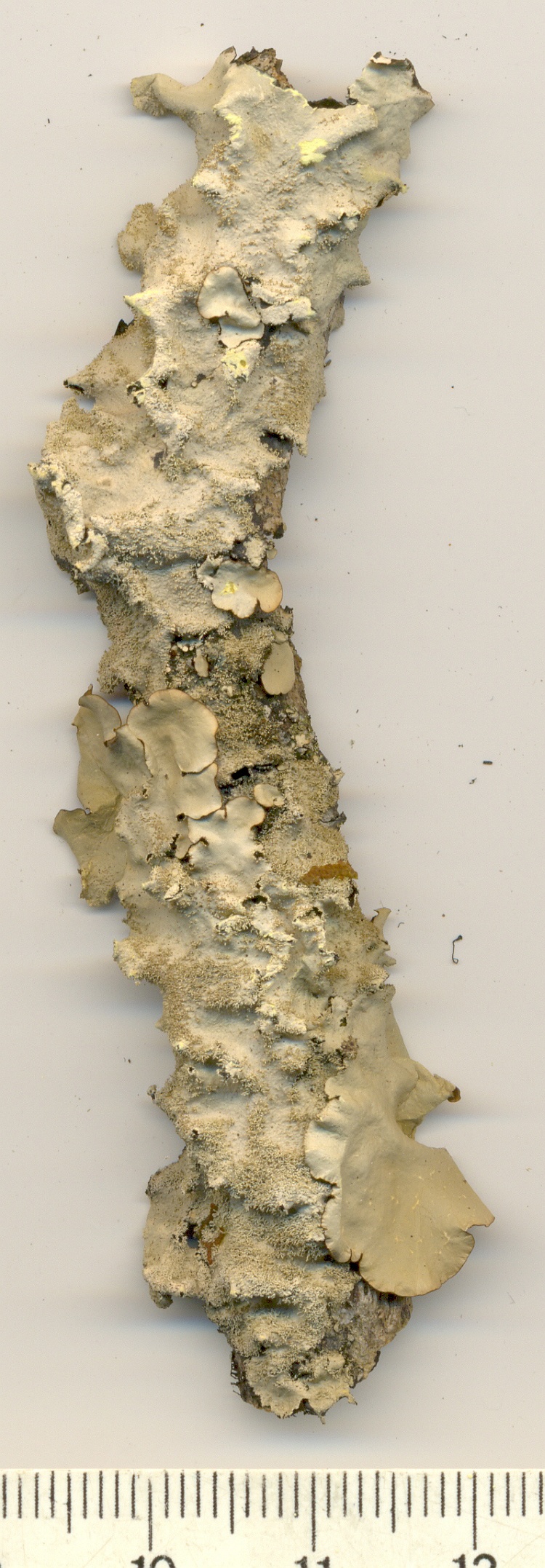 Parmotrema endosulphureum from Brazil, Paraná, Guaraqueçaba leg. S. Eliasaro & C.G. Donha 2645 (UPCB)